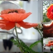 spe�n rud� spe�n pro maminku :-)