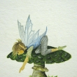 z knihy Petr Pan a Wendy - miniatura / pap�r, vodovky, taky v 15-ti