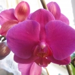 tahle je namno�en� od mamky :-)