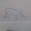 st ilustrace k vystihnut / waldorfsk tanka / nahoe skica, dole hotov ilustrace /  tuka a such pastel